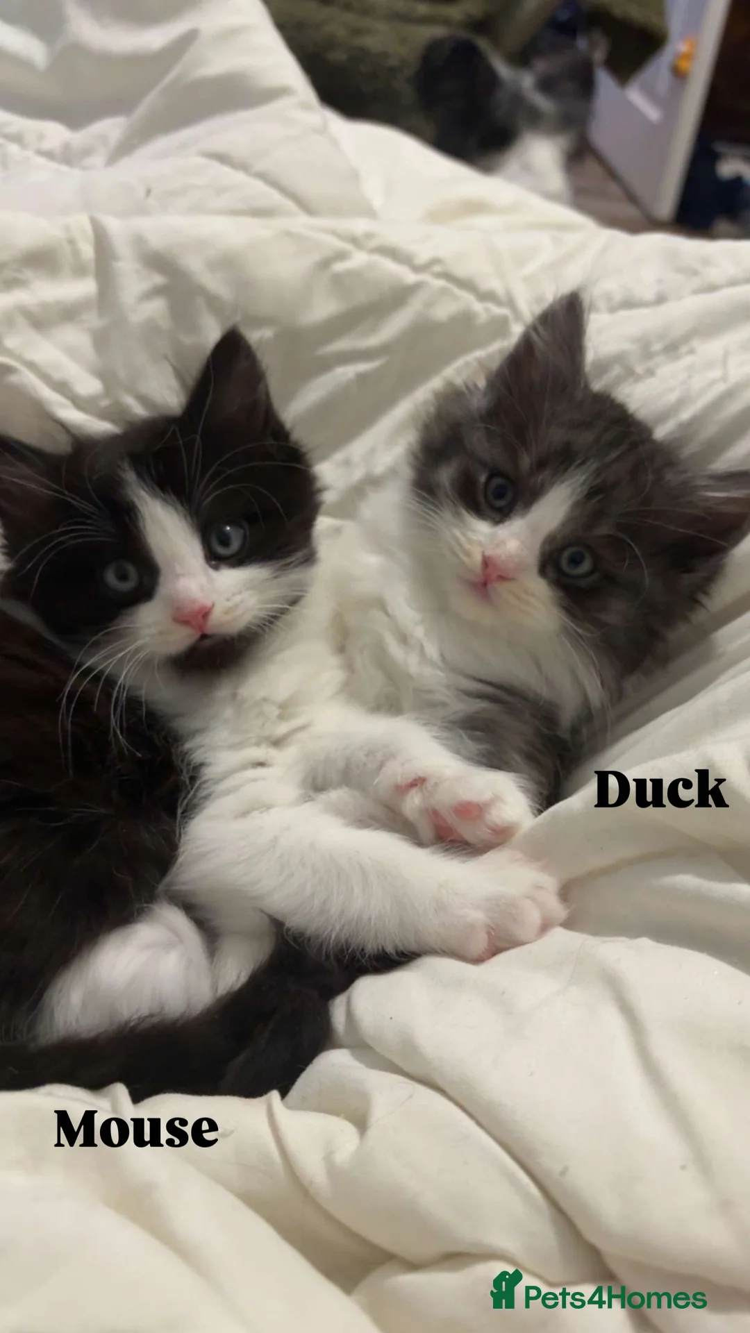 Ragdoll cats for sale: Ragdoll cross kittens | 3 Female | 1 Male - Advert 4