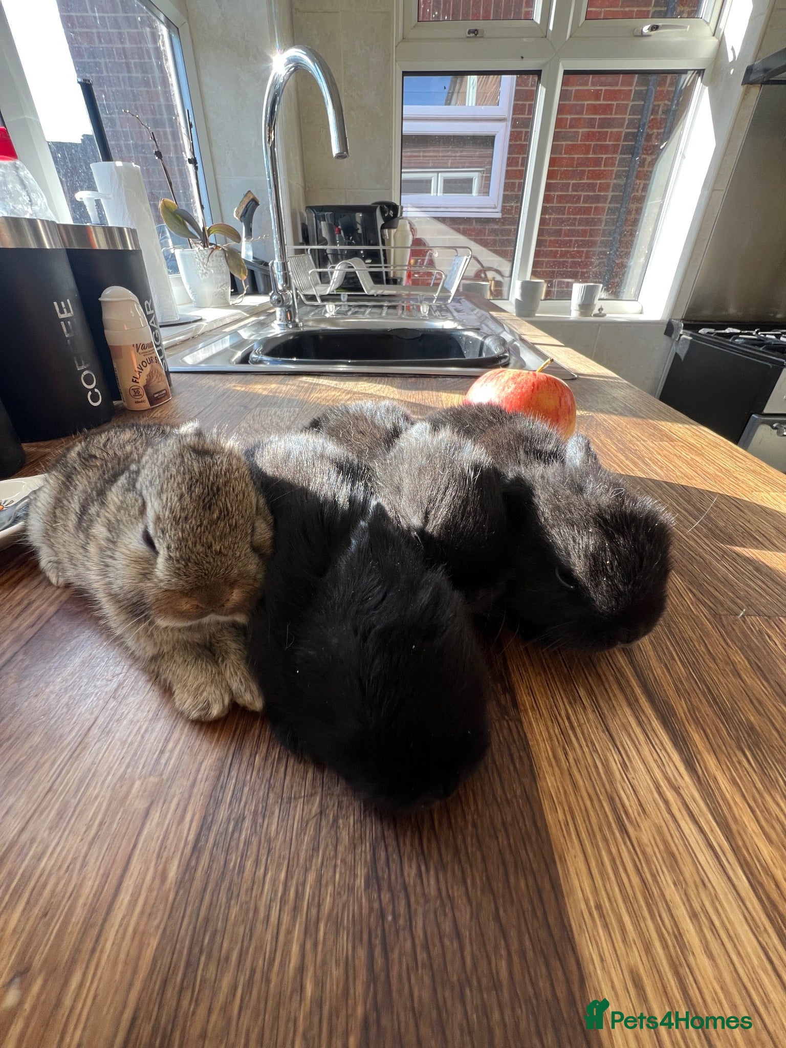 Mini Lop rabbits 4 baby mini lops ☀️🍓 - Advert 2