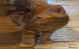 Mixed Breed cats for sale: Friendly kittens ginger boy and  torty girl - Image 15