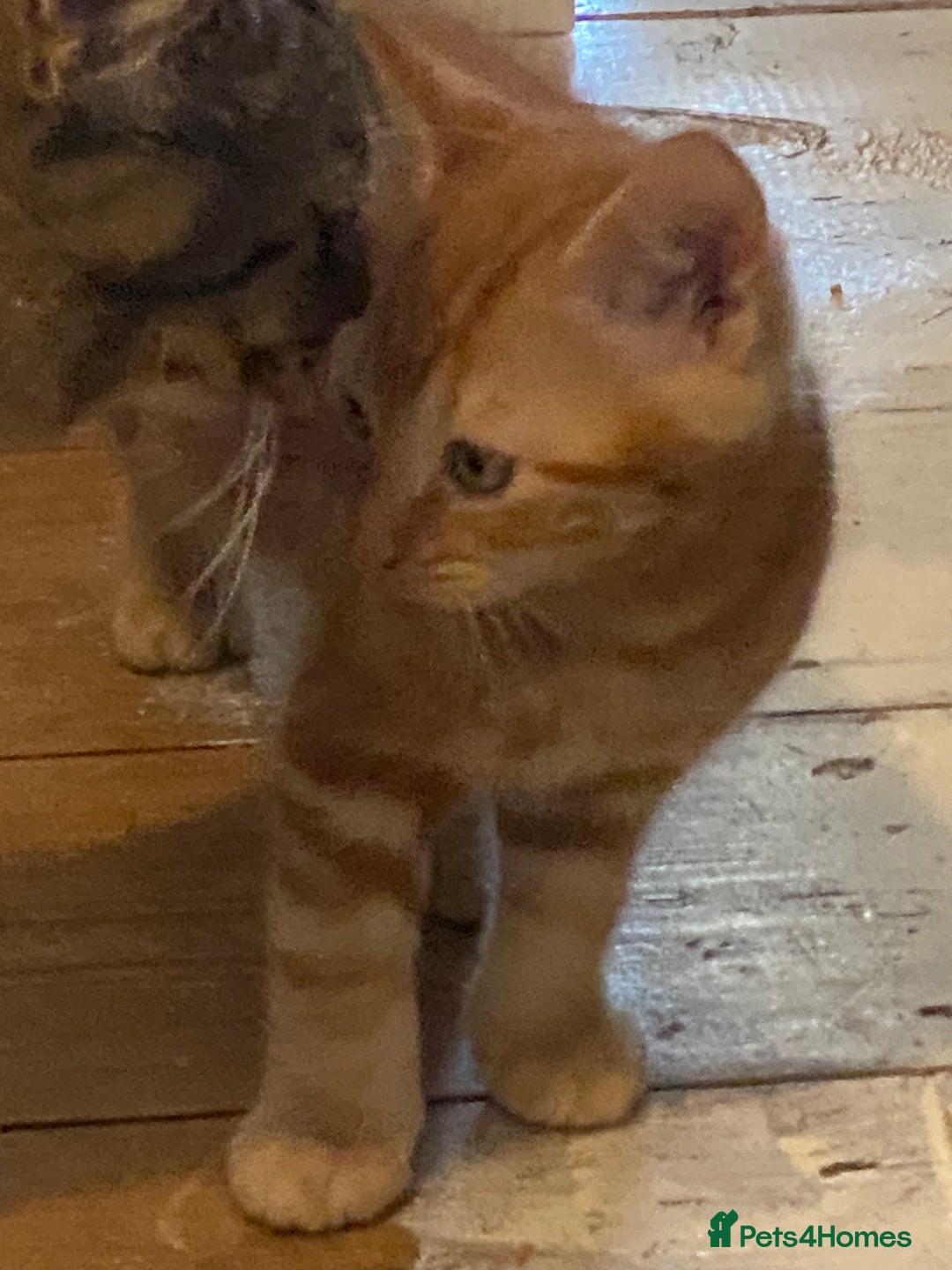 Mixed Breed cats for sale: Friendly kittens ginger boy and  torty girl - Image 15