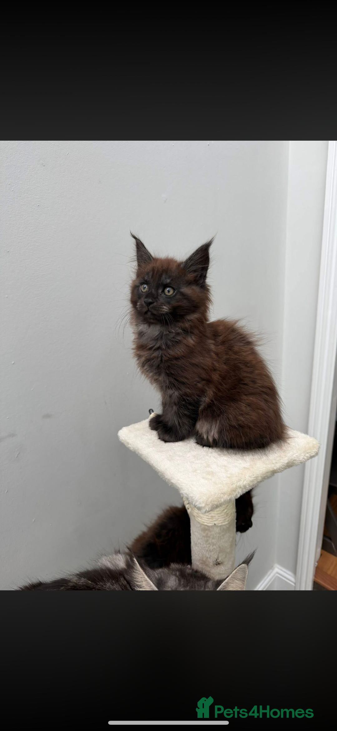 Maine Coon cats for sale: Beautiful boy kittens  - Advert 9