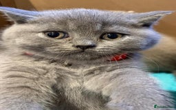 British Shorthair cats for sale: Full Pedigree stunning British Shorthair kittens  - Image 7