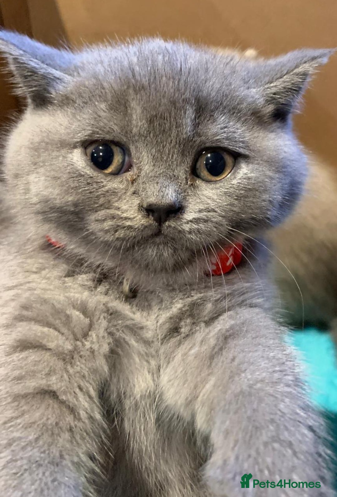 British Shorthair cats for sale: Full Pedigree stunning British Shorthair kittens  - Image 7