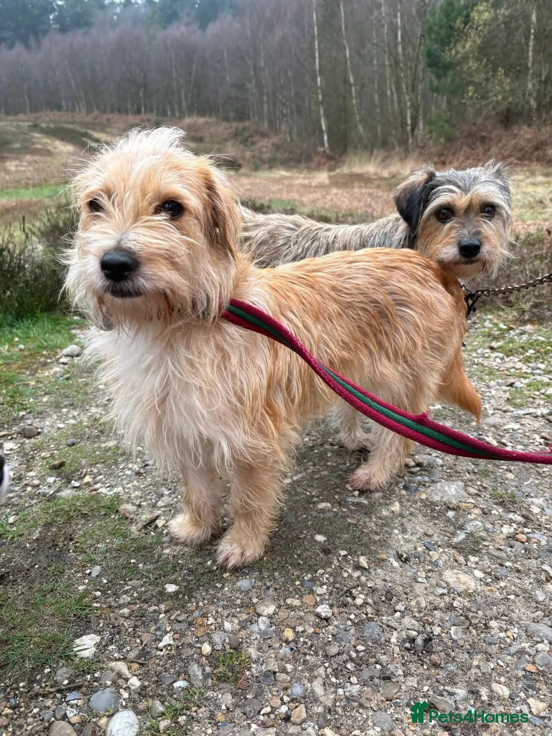 Mixed Breed dogs for adoption: Yara - Norwich Norfolk  - Advert 1