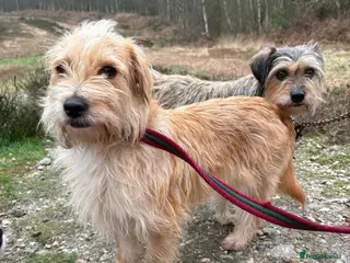 Mixed Breed dogs Yara - Norwich Norfolk - Advert 1