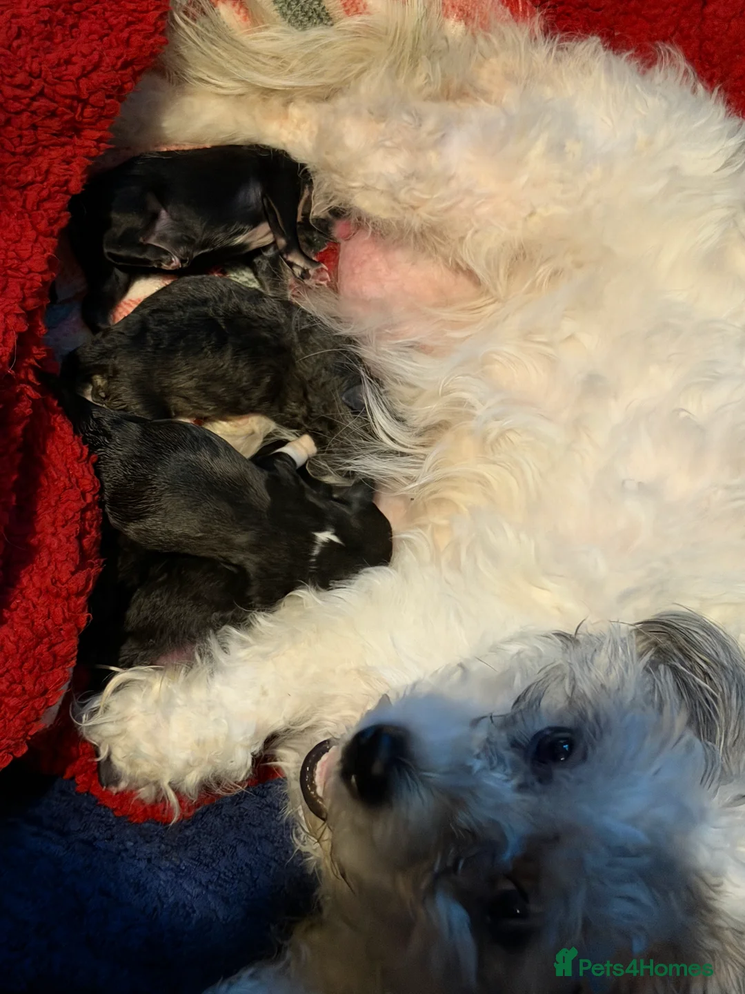 Mixed Breed dogs for sale: Chinese Crested X Shih Tzu - Advert 23