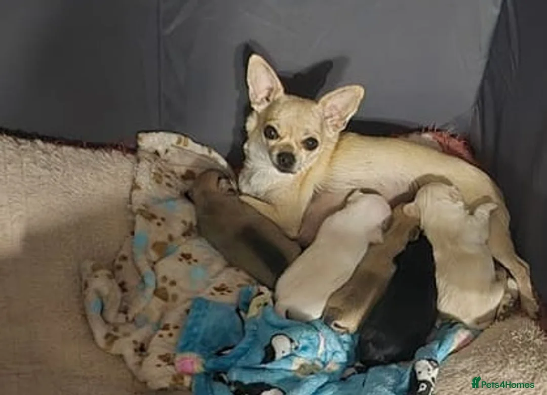 Chihuahua dogs for sale: Lovely Chihuahua Puppies - Advert 5