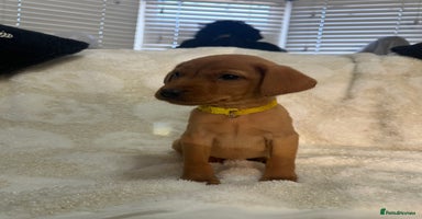 Labrador Retriever dogs - Advert 4