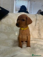 Labrador Retriever dogs - Advert 6