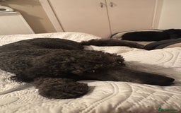 Mixed Breed dogs for sale: Up and coming  - Image 2
