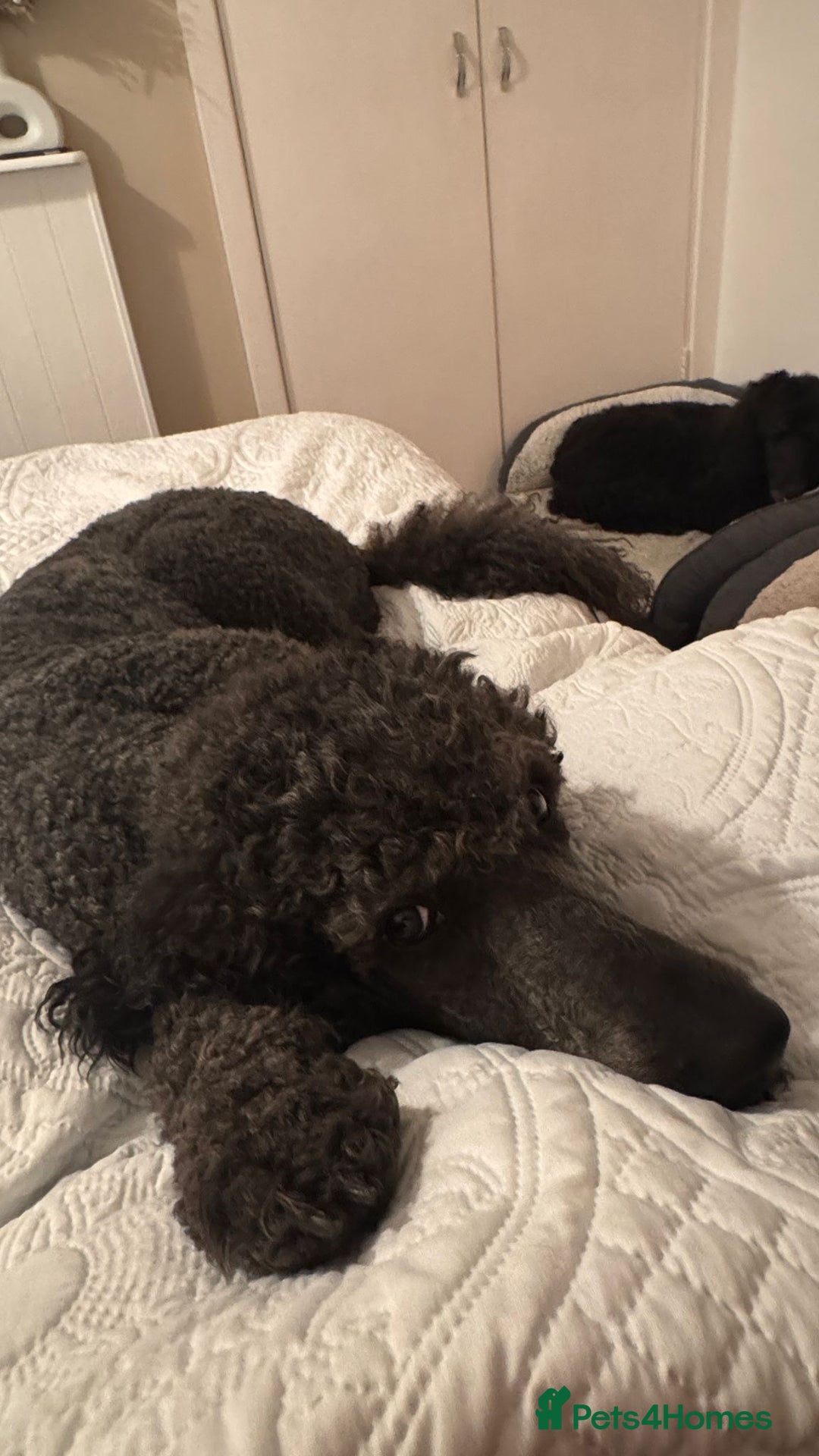 Mixed Breed dogs for sale: Up and coming  - Image 2