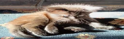 Mixed Breed cats for sale: 2 very fluffy kittens - Advert 13