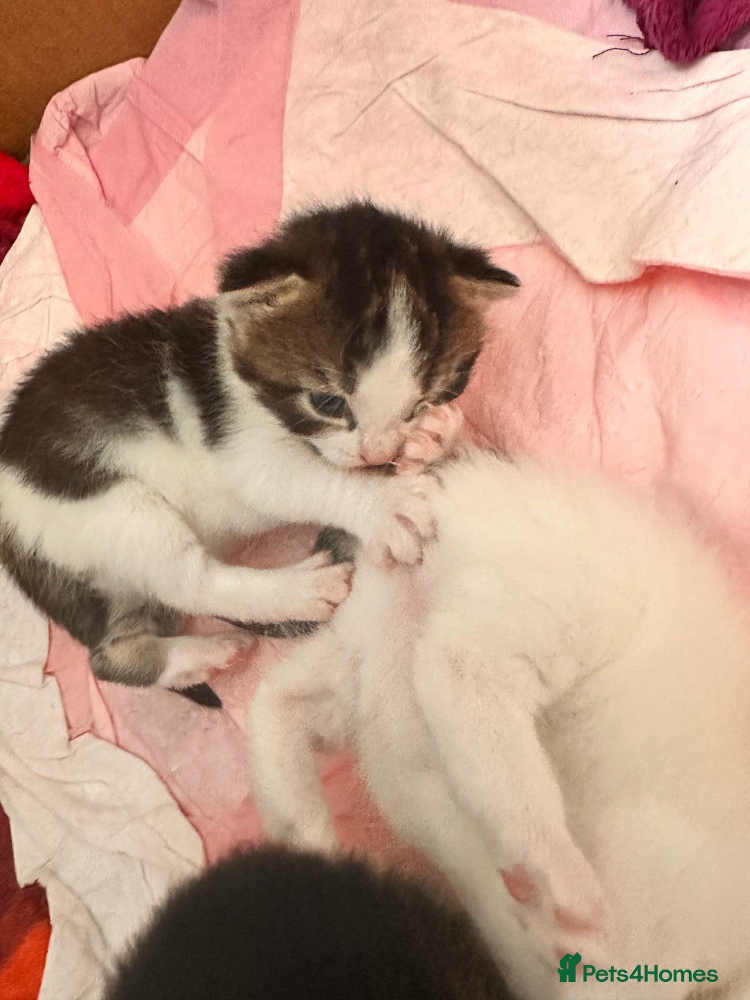 Maine Coon cats for sale: 4 kittens available  - Advert 3