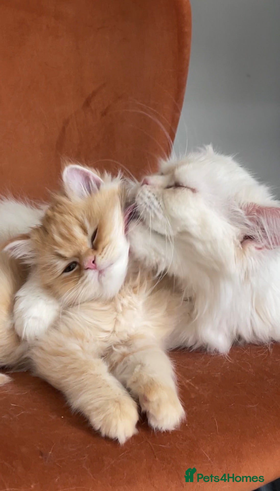 Persian cats Two beautiful Persian exotic kittens  - Advert 7