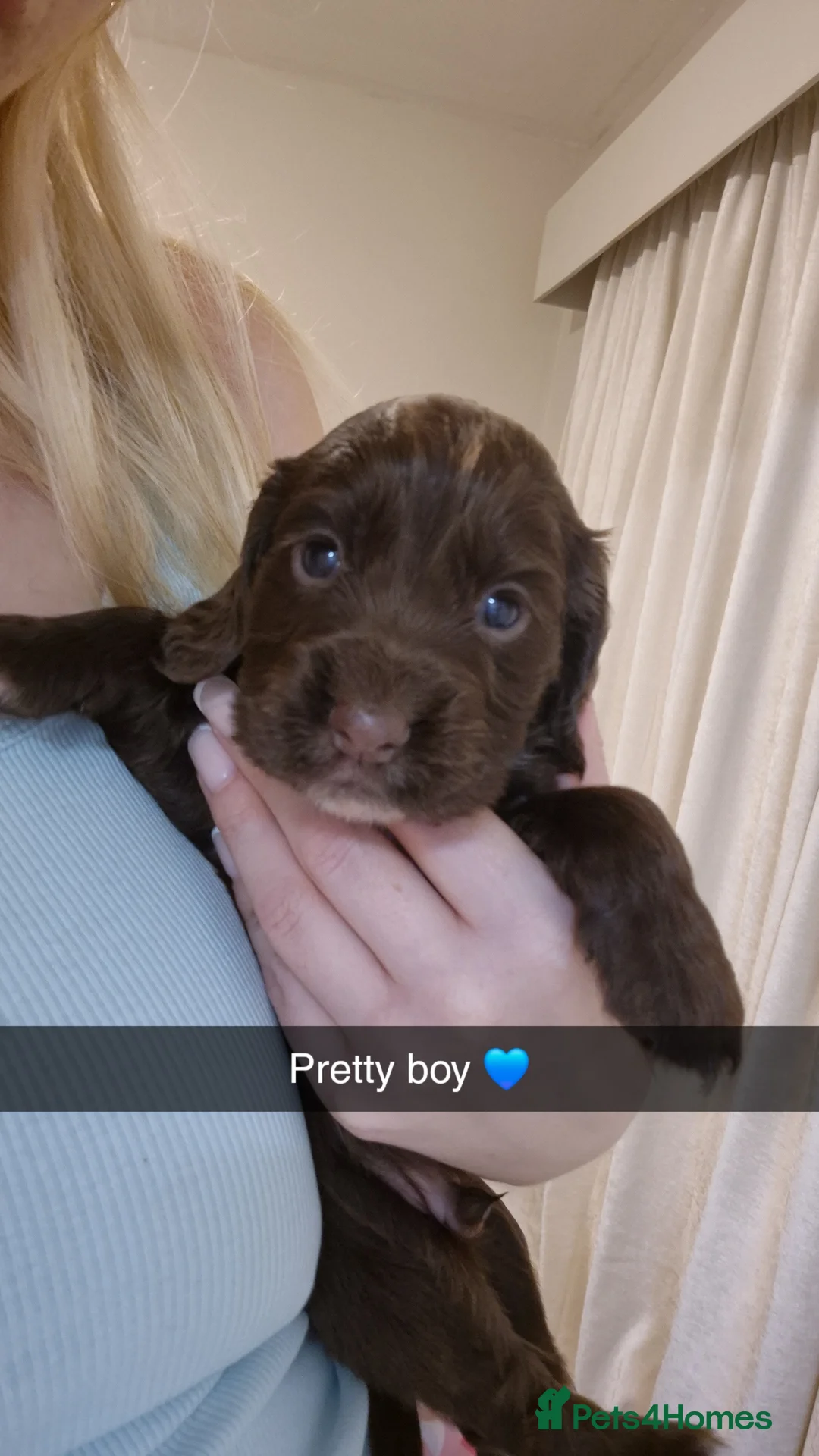 Cocker Spaniel dogs for sale: Working cocker spaniel pups - Advert 16