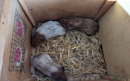 Guinea Pig rodents for sale: Guinea pigs and rabbits  - Image 2