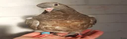 Pigeons birds for sale: Pigeons [Semi Hand-Raised] - Fancy & Racing Breeds - Advert 25