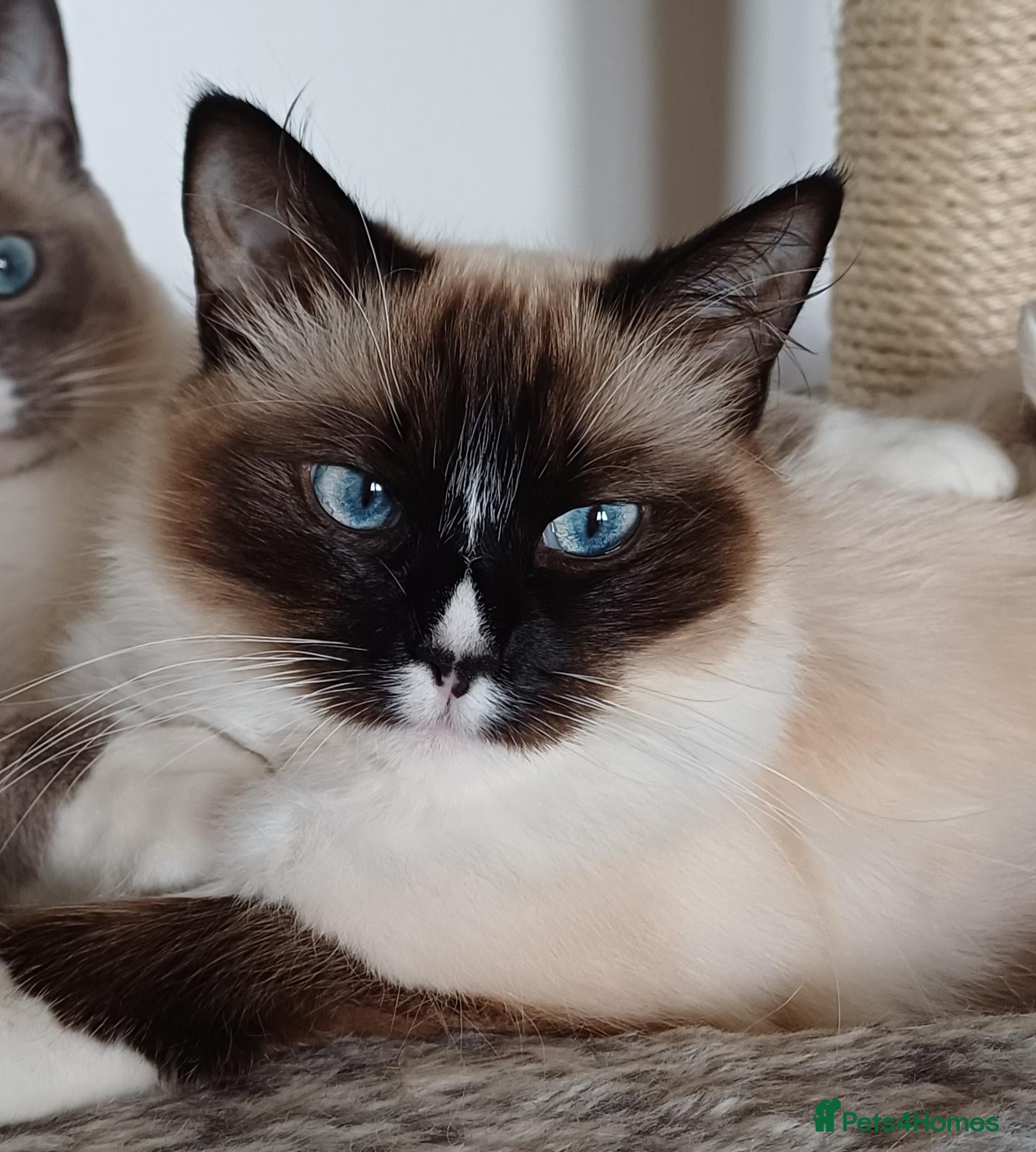 Ragdoll cats Ragdoll kittens - Advert 2