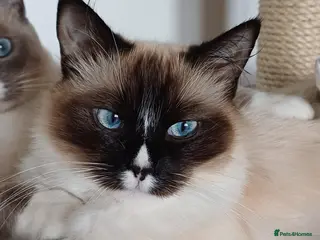 Ragdoll cats Ragdoll kittens - Advert 4