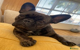 French Bulldog dogs for sale: New Home for Betty & Hugo - Image 6
