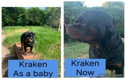 Rottweiler dogs for sale: 🔥2 chunky KC REGISTERED Rottwieler puppies 🔥 - Image 8