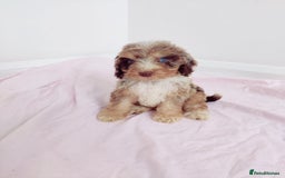Cockapoo dogs for sale: Outstanding Cockapoo Puppies - Image 7