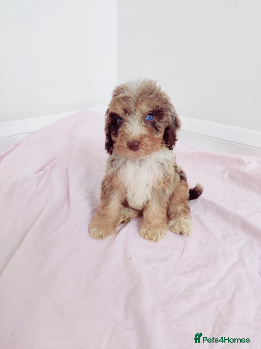 Cockapoo dogs for sale: Outstanding Cockapoo Puppies - Image 7
