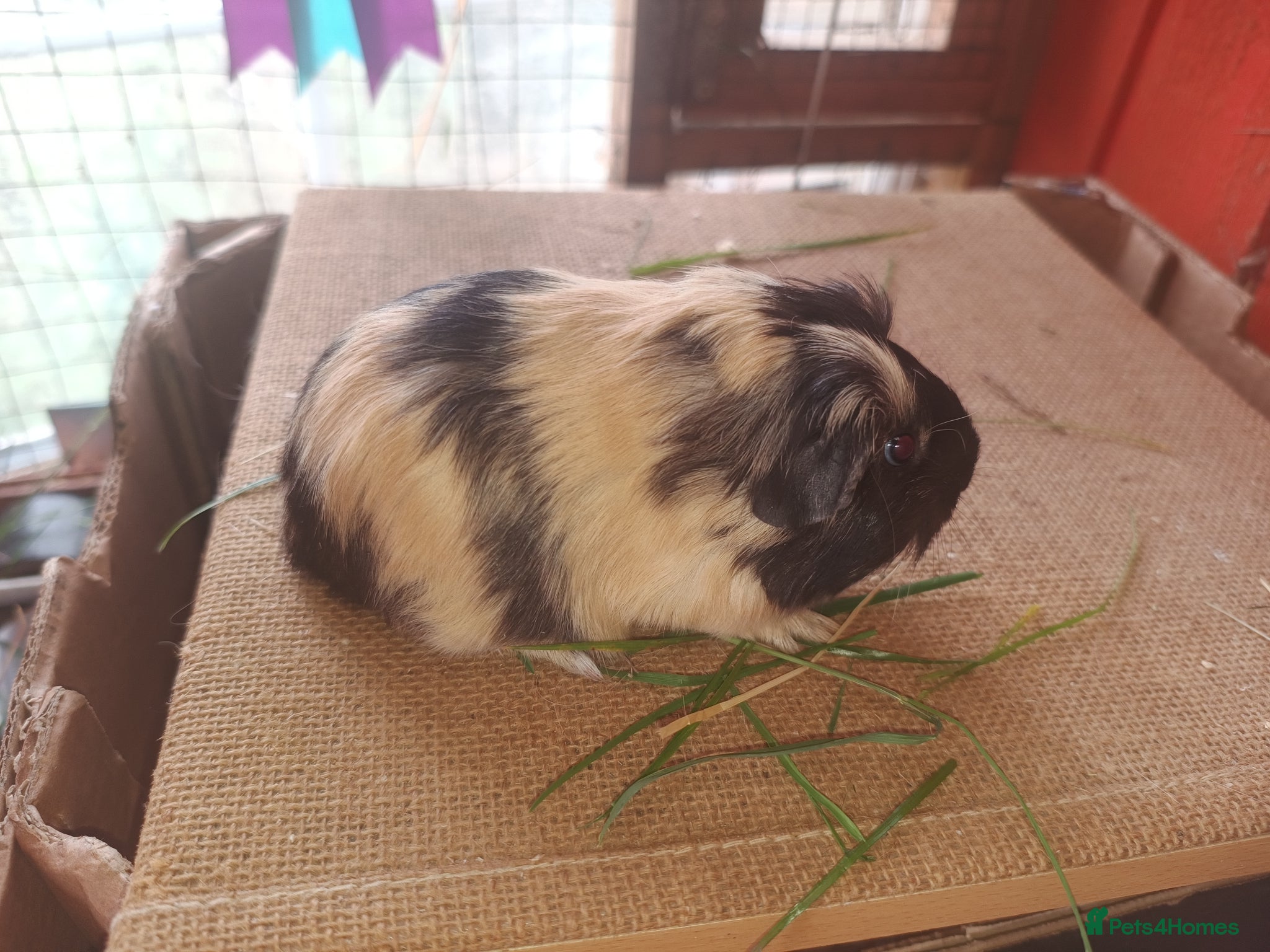 Guinea Pig rodents Sheltie sow sheltie and texel boars - Advert 21