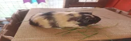 Guinea Pig rodents for sale: Sheltie sow sheltie and texel boars - Advert 1