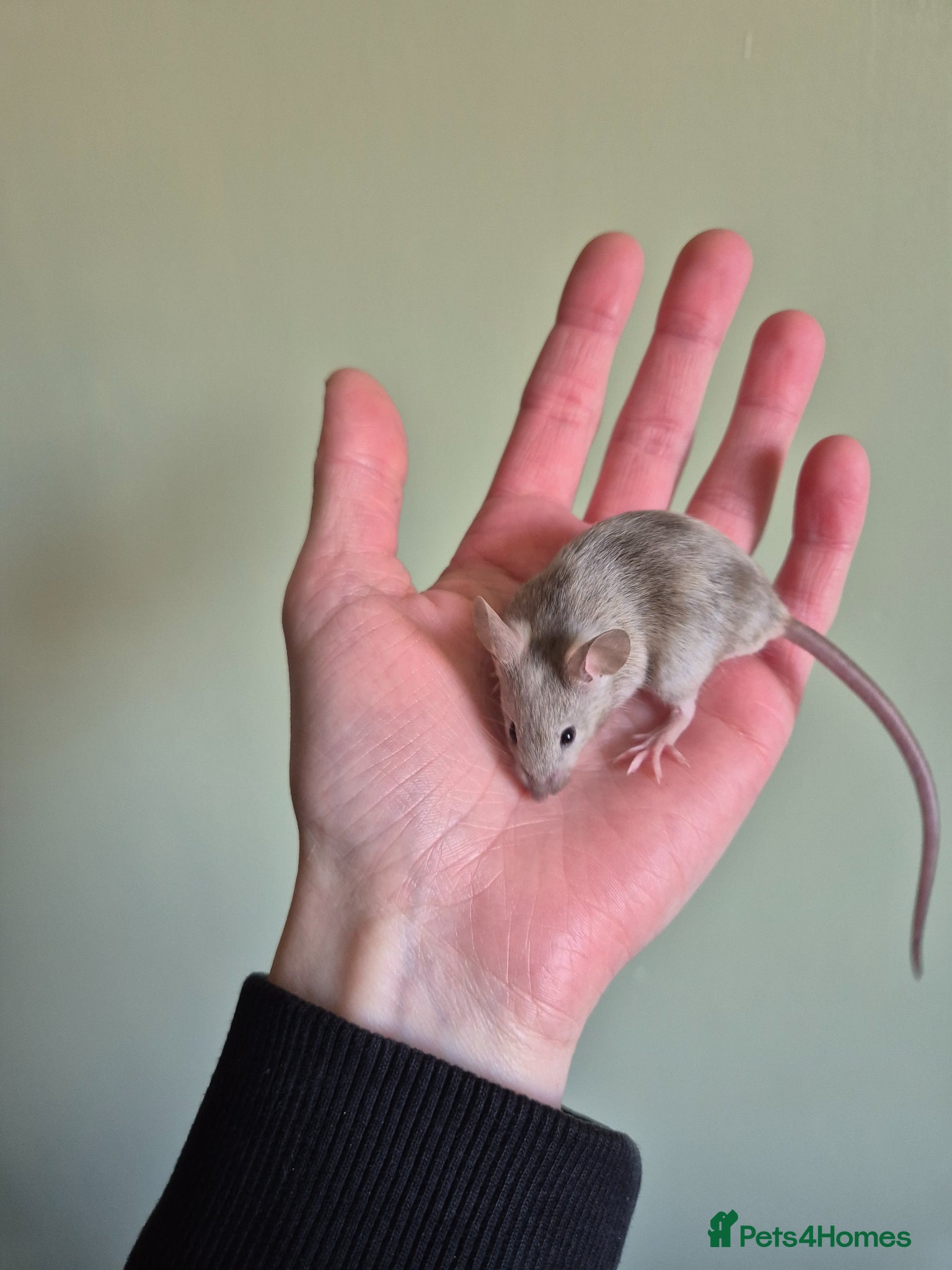 Mouse rodents 3 female mice - Advert 7