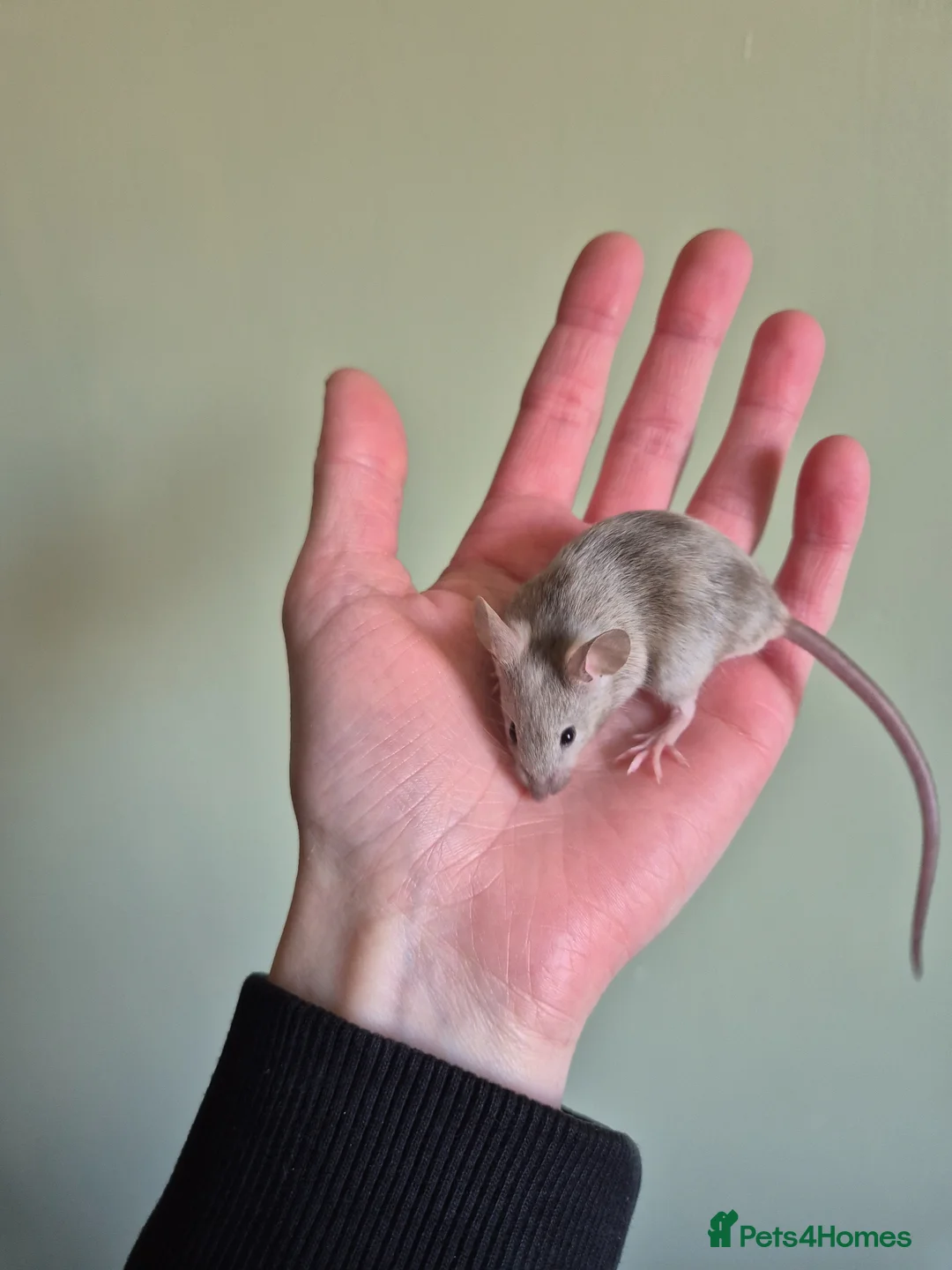 Mouse rodents for sale: 3 female mice - Advert 1