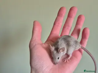 Mouse rodents 3 female mice - Advert 12