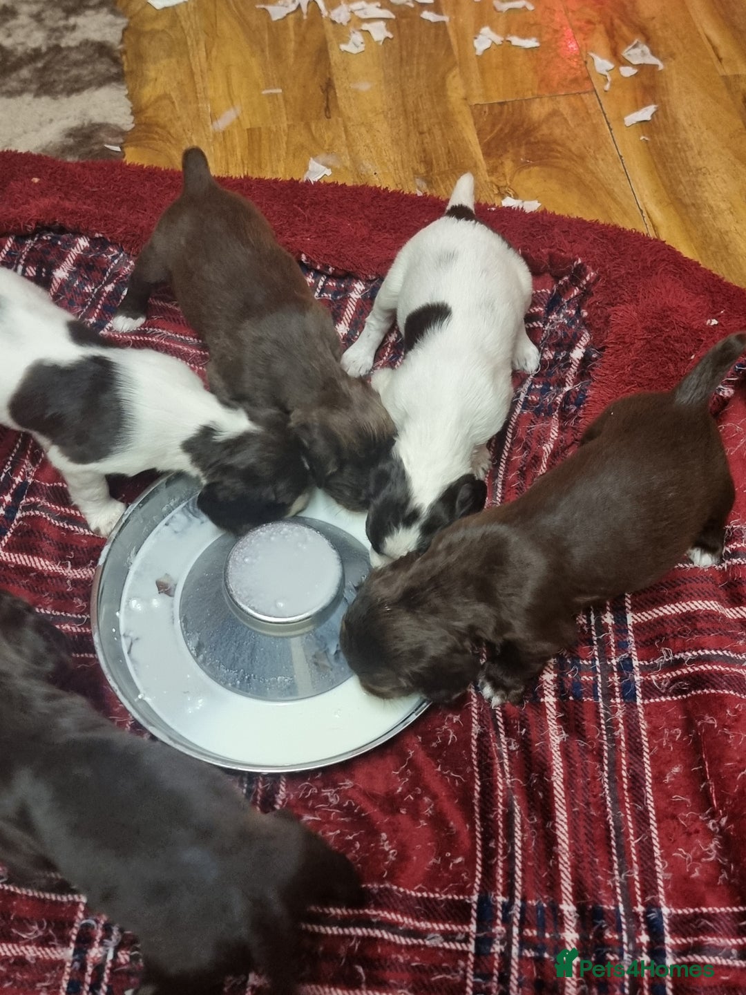 Sprocker dogs for sale: Sprocker pups - Advert 3