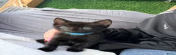 American Shorthair cats for sale: Cute black and grey kittens  in Northampton - Advert 9