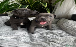 Staffordshire Bull Terrier dogs for sale: 🔷 Pharaon Champion Line Pups 🔷 in Wolverhampton - Image 37