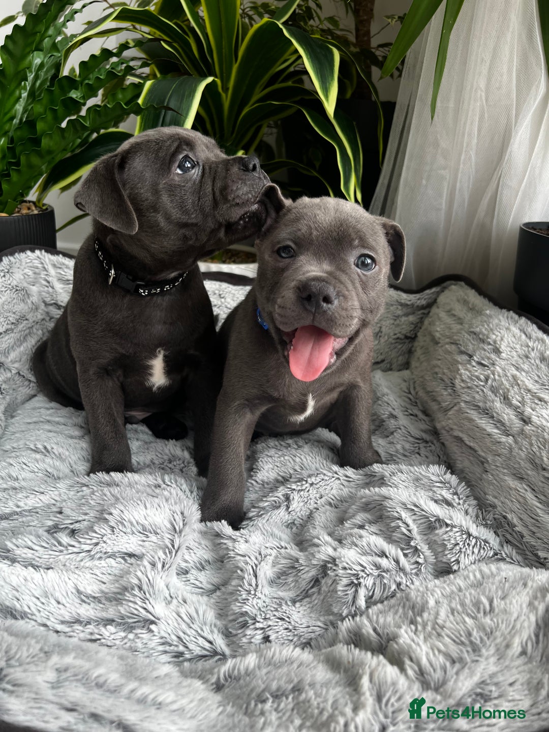 Staffordshire Bull Terrier dogs for sale: 🔷 Pharaon Champion Line Pups 🔷 in Wolverhampton - Image 37