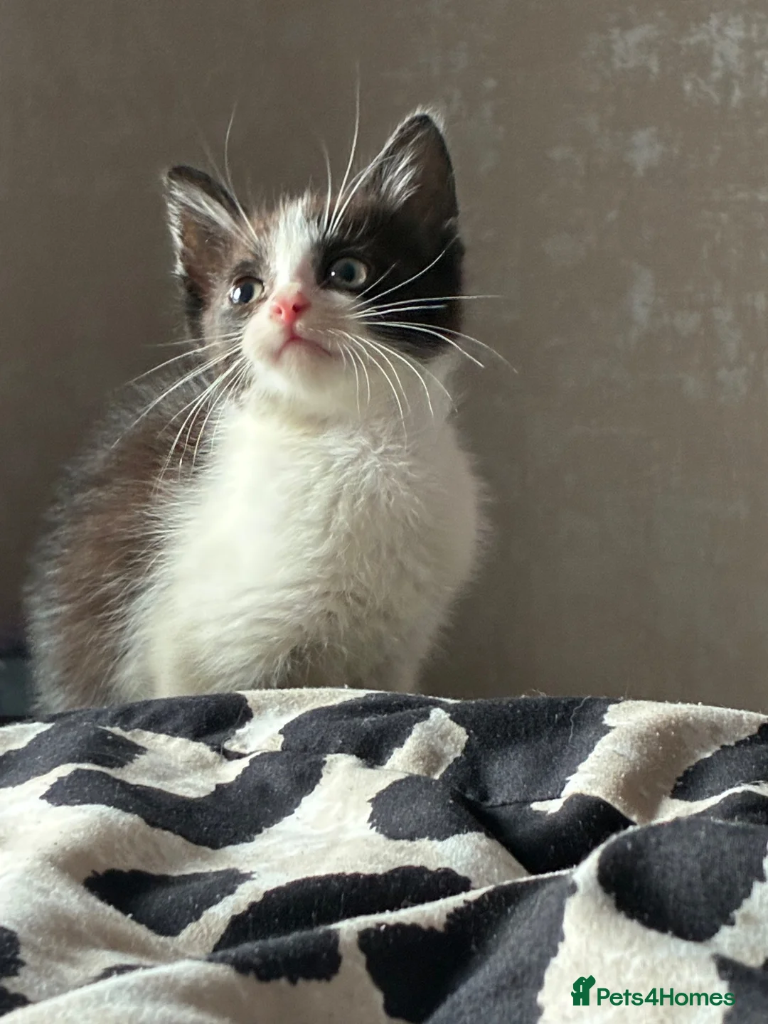 Mixed Breed cats for sale: Gorgeous boys ready now  - Advert 9