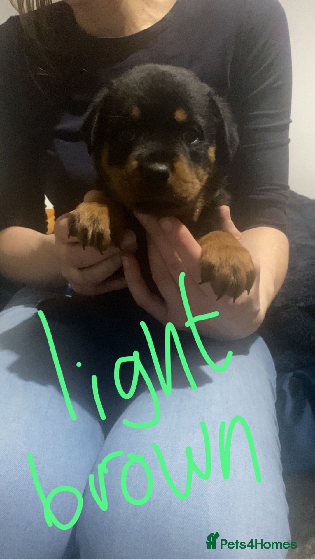 Rottweiler dogs for sale: Kc reg stunning rottweiler puppies - Advert 14