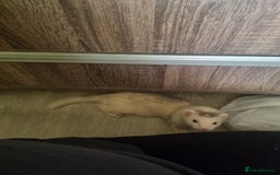 Ferret rodents for sale: Best little ferret ever - Image 3