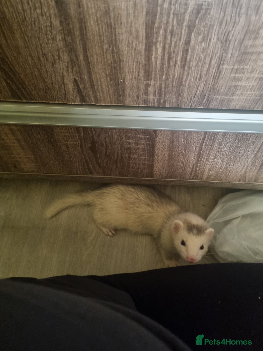Ferret rodents for sale: Best little ferret ever - Image 3