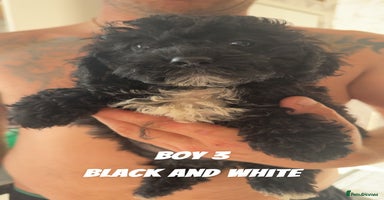 Toy Poodle dogs - Advert 2