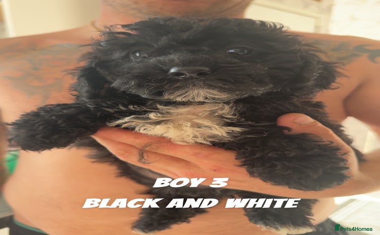 Toy Poodle dogs - Advert 2