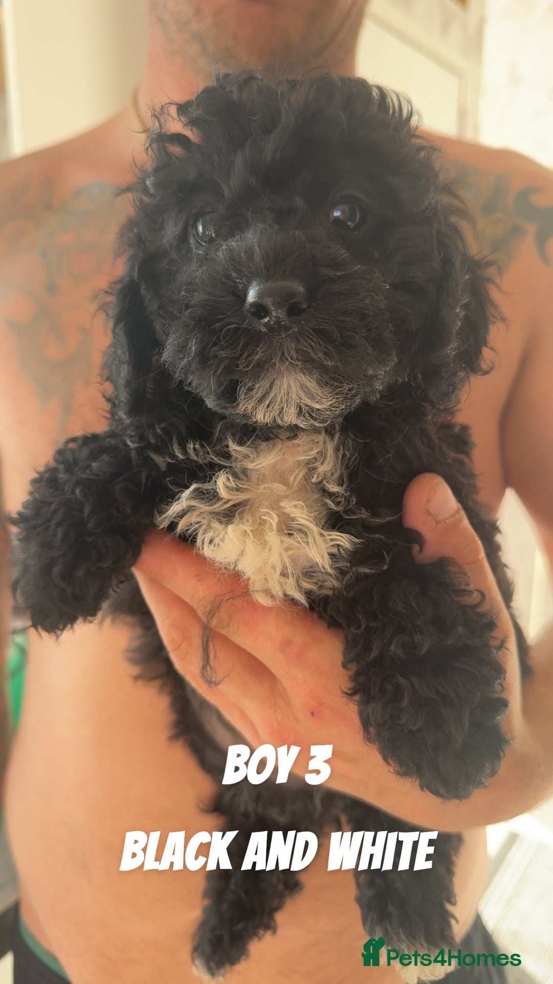 Toy Poodle dogs for sale: 5 True Traditional Toy Poodle Boys 💙 READY TODAY! - Image 1