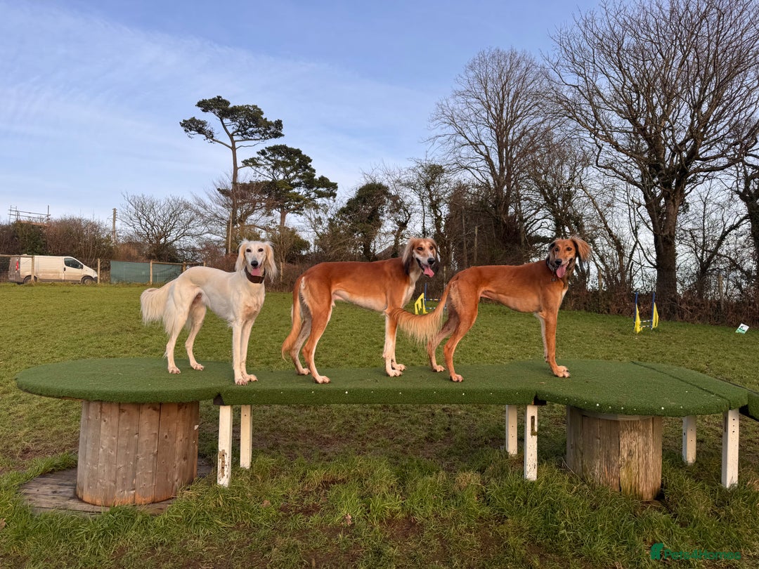 Mixed Breed dogs for sale: Saluki x whippet male  - Advert 5
