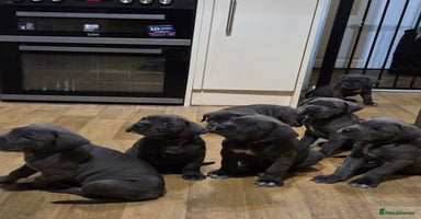 Cane Corso dogs Kingcanecorso litter, stunning traditional corsos - Advert 14