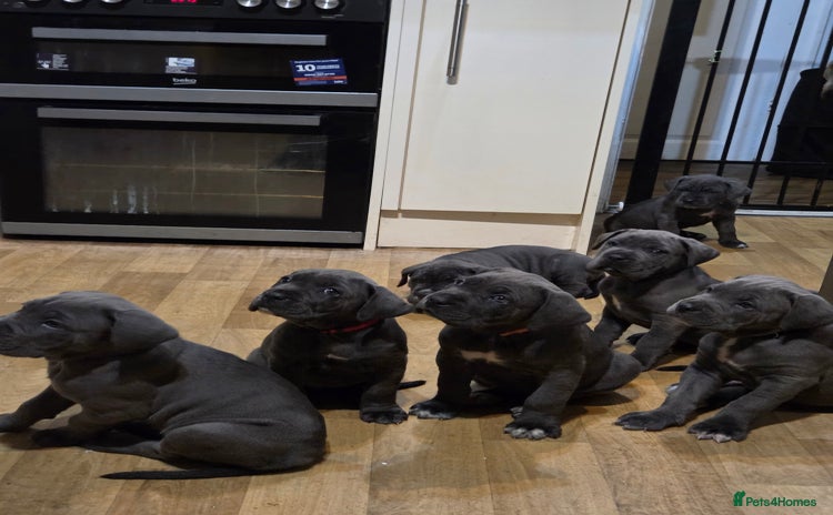 Cane Corso dogs Kingcanecorso litter, stunning traditional corsos - Advert 11