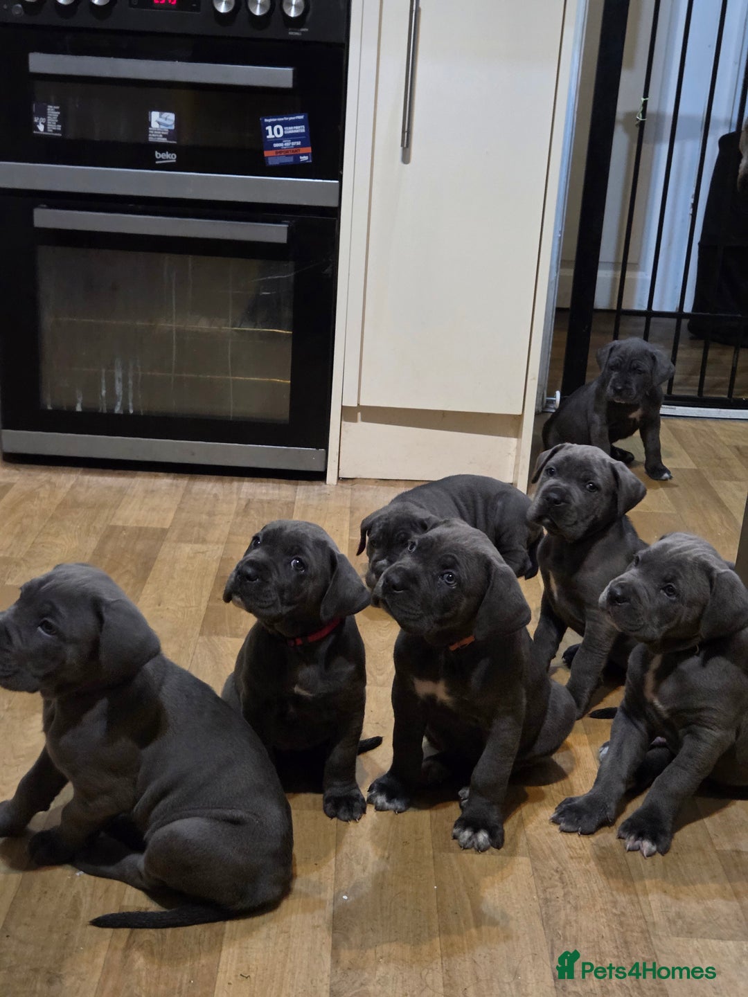 Cane Corso dogs for sale: Kingcanecorso litter, stunning traditional corsos - Advert 11