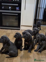 Cane Corso dogs Kingcanecorso litter, stunning traditional corsos - Advert 14