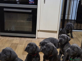 Cane Corso dogs Kingcanecorso litter, stunning traditional corsos - Advert 2