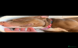 Mixed Breed dogs for sale: Stunning female pocket bully age 3 - Image 8